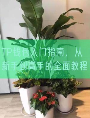 TP钱包入门指南，从新手到高手的全面教程